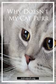 Why Doesn T My Cat Purr In 2020 Cat Purr Cats Purring