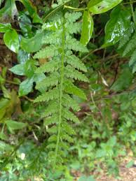 Image result for Athyrium schimperi