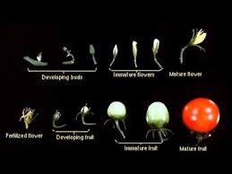 We did not find results for: Tomato Plant Flower Development T G C Youtube