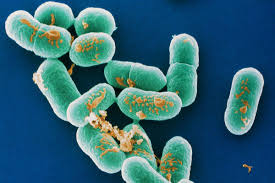 The disease primarily causes problems in pregnant women, newborns, and adults with a weakened immune system. Source Of World S Biggest Listeria Outbreak Still Unknown New Scientist