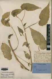 Image result for Begonia rostrata