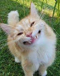 sweetie you re beautiful without question but maybe a little less teeth would be better komik hayvan komik hayvan fotograflari komik kedi resimleri