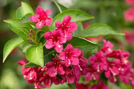 Weigelie Evita In 2020 Weigelie Pflanzen Stauden