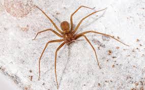 It may be pertinent to have a professional spray for them if you suspect an infestation. The Truth About Brown Recluse Spiders In Aiken