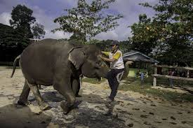Tidak memeliharanya sebagai koleksi pribadi 3. Hewan Langka Dan Terancam Punah Di Indonesia Halaman All Kompas Com