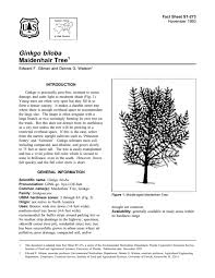 We did not find results for: Ginkgo Biloba Maidenhair Tree Fact Sheet St 273 1