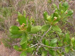 Image result for Guettarda