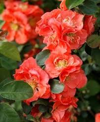 Trim off the dead flower heads to encourage repeat blooming and cut the whole shrub back about 30 percent when it goes dormant in fall to keep it growing compact and tidy year after year. 16 Best Flowering Shrubs Beautiful Bushes With Flowers Garden Design