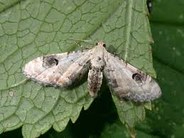 Image result for Eupithecia centaureata