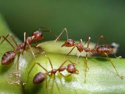 How to rid ants from garden. 9 Natural Ways To Get Rid Of Ants In The Garden