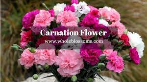 Carnation Flower Is Mostly Used For Event Wedding And Parties They Can Be Used To Express Your Feeling Including Carnation Flower Carnations White Carnation