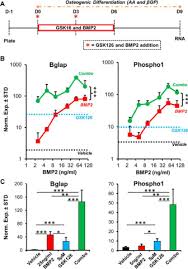 Professor and graduate coordinator analysis. Inhibition Of The Epigenetic Suppressor Ezh2 Primes Osteogenic Differentiation Mediated By Bmp2 Journal Of Biological Chemistry