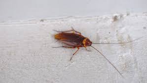 It works with residential and commercial properties as well as the food. Every Season Is Roach Season In California American Rat Control