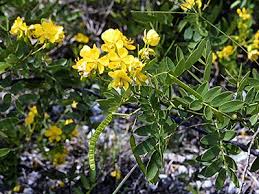 Image result for Cassia angolensis