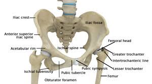 It joins the lower limb to the pelvic girdle. Hip Anatomy Total Hip Replacement Frisco Hip Treatments Dallas Texas
