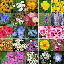 Coastal California Wildflower Seed Mix In 2020 California Wildflowers California Flowers Poppy Flower Seeds