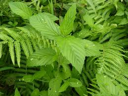 Image result for Caperonia