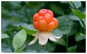 Rekordår för hjortron