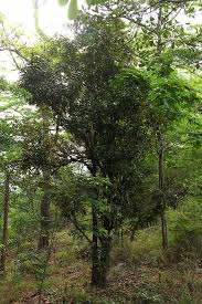 Image result for Englerophytum magalismontanum