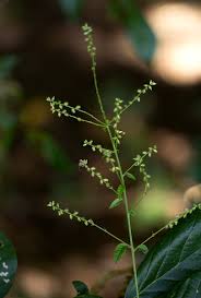 Image result for Pupalia micrantha