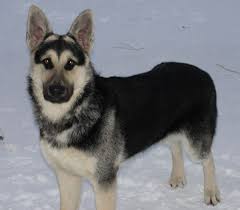 Black And Silver German Shepherd Puppies Untitled Document Black German Shepherd Dog Silver German Shepherd German Shepherd