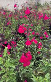 Image result for Sebaea microphylla