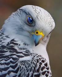 Good S Child On Twitter Birds Of Prey Beautiful Birds Animals
