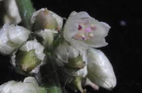 Image result for Celosia stuhlmanniana