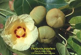 Image result for Thespesia populneoides