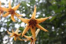 Somatic Breathwork for Resilience