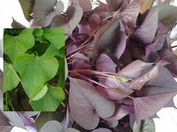 Gulai daun ubi keledek|daun ubi jalar. Akademi Flora Sayur Daun Keledek Dari Kebun Sendiri Facebook