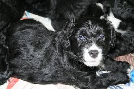 We did not find results for: Bordoodle Puppies For Sale Only 1 Girl Remaining Bournemouth Dorset Pets4homes