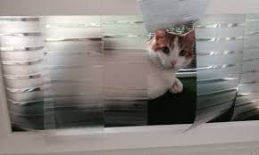 It's important for cats to have a varied life to. Cat Window Patios From Cwaa Crafts Cat Window Boxes And Patios That Fit Into The Window Like An Air Conditioner Our Cat Window Patios Give Your Indoor Cat An Outdoor Experience