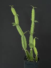 Image result for Cissus quadrangularis