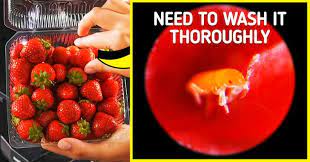 I was pretty surprised to see so much activity on ordinary strawberries. 20 Pics Reveal What Everyday Things Look Like Under A Microscope Sian Leh
