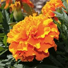 Which flowers to grow for science projects or in classrooms? Fast Growing Flowers For Classroom Make Kids Love Gardening