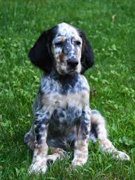 Black And White English Setter Puppies For Sale Pin By Maddie Johnson On English Setter English Setter Puppies Dog Breeds English Setter Dogs