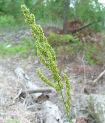 Image result for Echinochloa