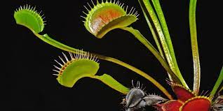The b52 is a giant clone that makes traps 1.75 inches across at full size. How Does The Venus Flytrap Work