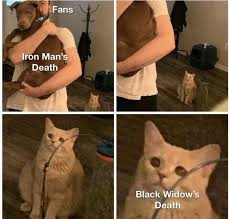 Cat Looking At Man Holding Dog Memes Are The Perfect Embodiment Of Jealousy Marvel Memes Funny Comics Avengers Funny