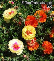 Scelta del tipo di terreno. Portulaca Grandiflora Moss Rose Perslane Purslane Toptropicals Com