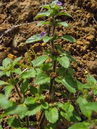 Image result for Stemodia serrata