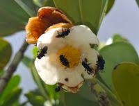 Image result for Clusiaceae