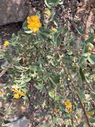 Image result for Sida ovata