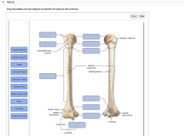 The shape of the joint affects the type of movement permitted by the joint (figure 1). Fovea Capitis Humerus