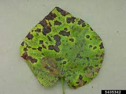 Redbud Leaf Spots Hort Coco Uc Master Gardener Program Of Contra Costa Anr Blogs