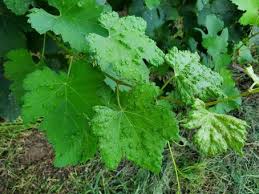 Image result for Tetranychidae grapevine