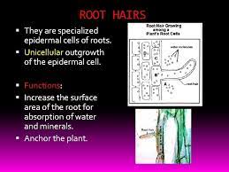 Check spelling or type a new query. Unit 4 Plant Tissue Meristematic Tissue A Flowering