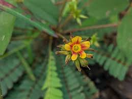 Image result for Biophytum crassipes