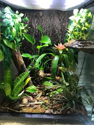 Red Eye Tree Frog Vivarium Vivarium
